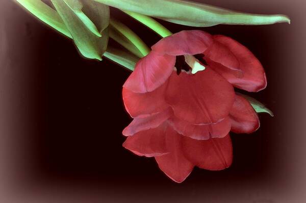 Flower Art Print featuring the photograph Red Tulip on Burgundy by Phyllis Meinke