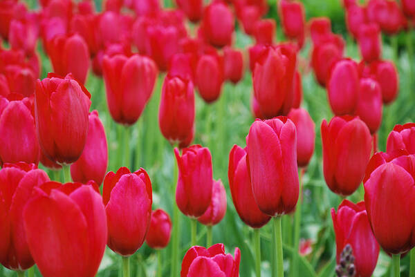 Tulip Art Print featuring the photograph Red Tulips by Jennifer Ancker