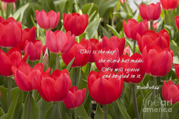 Red Art Print featuring the photograph Red Tulips with Scripture by Jill Lang