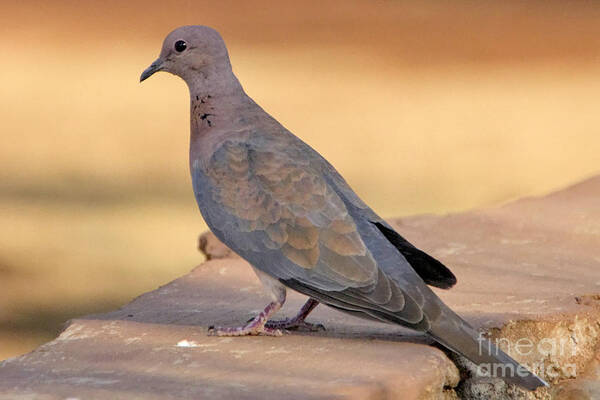 Red Turtle Dove Art Print featuring the photograph Red Turtle Dove by Douglas Barnard