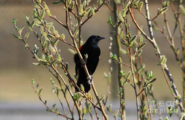 Red Winged Blackbird Art Print featuring the photograph Red Winged Blackbird Perched by Chris Anderson