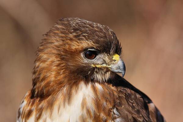 Red Tail Hawk Art Print featuring the photograph Redtail Portrait by Mike Farslow