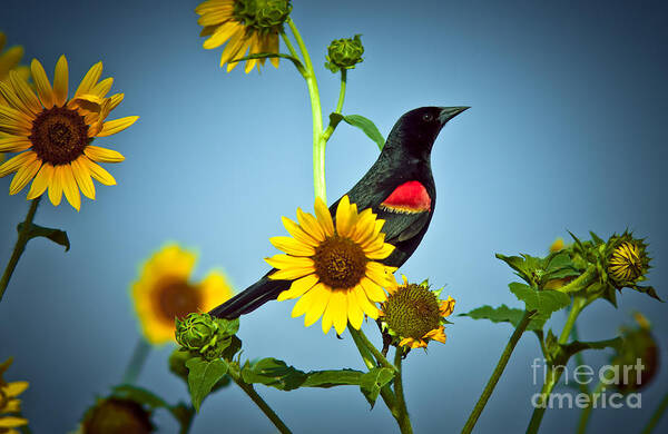Animal Art Print featuring the photograph Redwing In Sunflowers by Robert Frederick