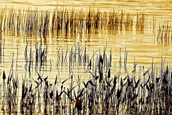 Beach Art Print featuring the photograph Reeds by Deena Withycombe