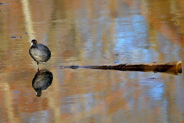Coot Art Print featuring the photograph Reflecting by Deena Stoddard