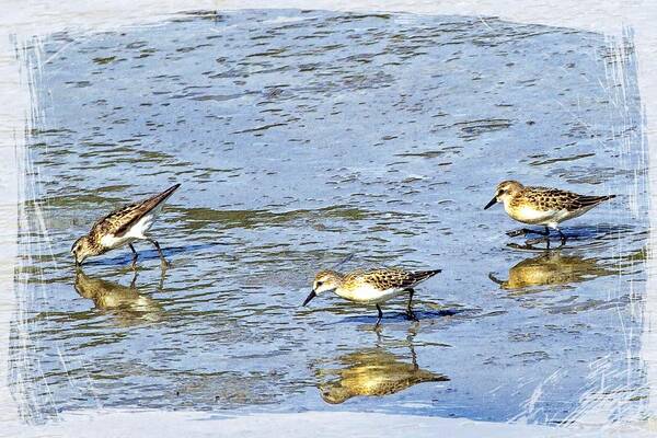 Marsh Art Print featuring the photograph Reflecting Sandpipers by Constantine Gregory