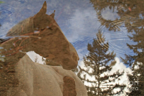 Nature Art Print featuring the photograph Upon Reflection by Michelle Twohig