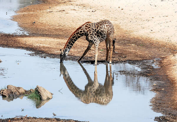 Fine Art Art Print featuring the photograph Reflection of Giraffe by Peggy Blackwell