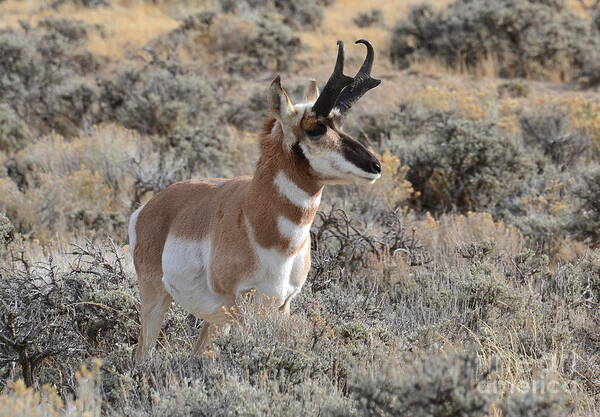 Antelope Art Print featuring the photograph Regal Patriarch by Dorrene BrownButterfield