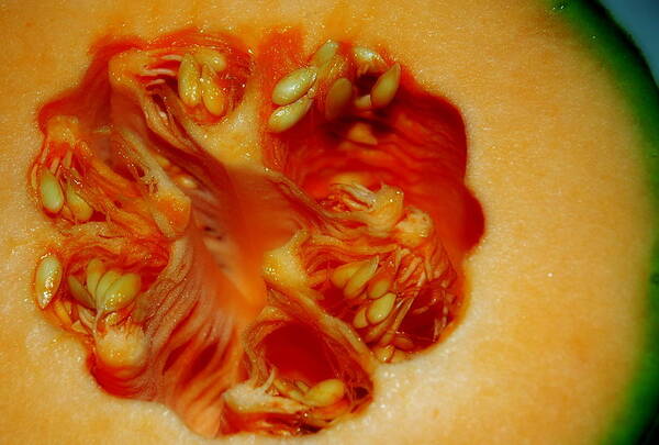 Fruit Art Print featuring the photograph Reproductive System Of A Melon by Bruce Carpenter