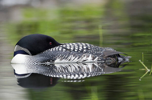 Common Loon Art Print featuring the photograph Resting Loon by John Vose