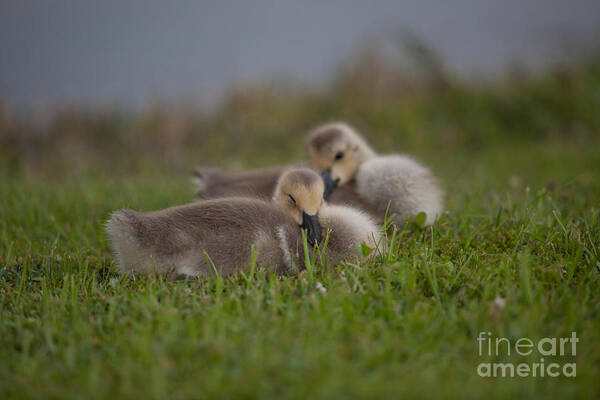 Gosling Art Print featuring the photograph Resting our Eyes by Dale Powell