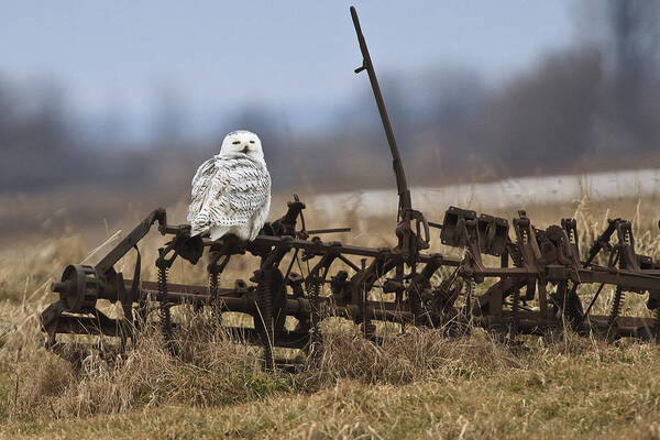 Snowy Owl Art Print featuring the photograph Resting Place by Gary Hall