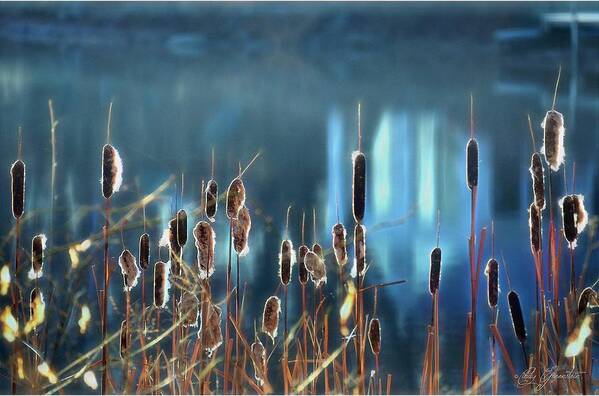 Cattails Art Print featuring the photograph Rhapsody in Blue by Cindy Greenstein