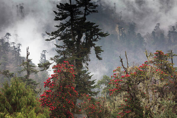 Art Wolfe Art Print featuring the photograph Rhododendron In Bloom In The Forests by Art Wolfe