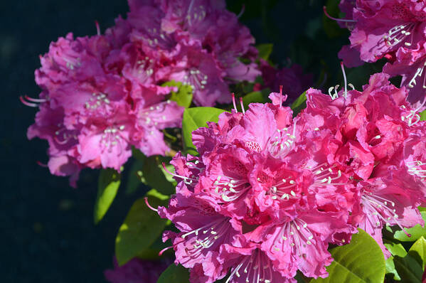 Rhododendrons Art Print featuring the photograph Rhododendrons II by Carol Eliassen