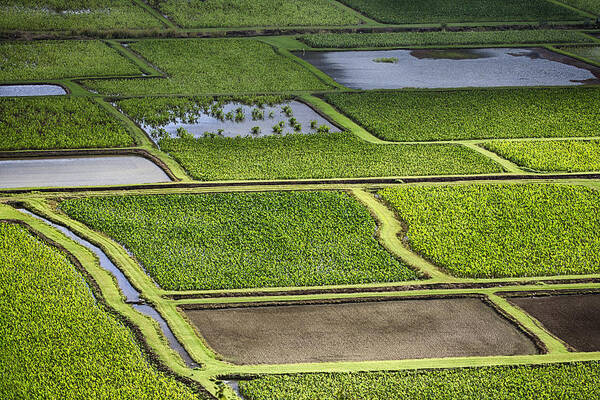 Hanalei Fields Of Taro Art Print featuring the photograph Rice Paddies by Douglas Barnard
