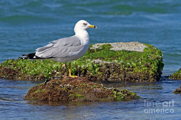 Gull Art Print featuring the photograph Ring-billed Gull by Jennifer Zelik