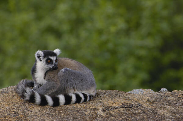 Feb0514 Art Print featuring the photograph Ring-tailed Lemur Resting On Rocks by Pete Oxford