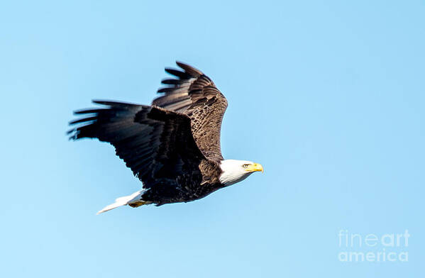 Bird Art Print featuring the photograph Rising High by Cheryl Baxter