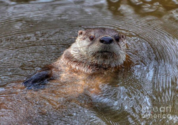 Otter Art Print featuring the photograph River Otter by Kathy Baccari