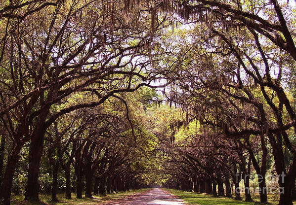 Tree Art Print featuring the photograph Road of trees by Andrea Anderegg