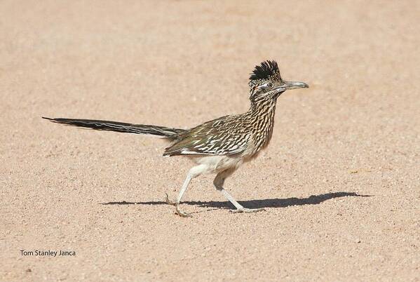 Road Runner Art Print featuring the photograph Road Runner On The Road by Tom Janca