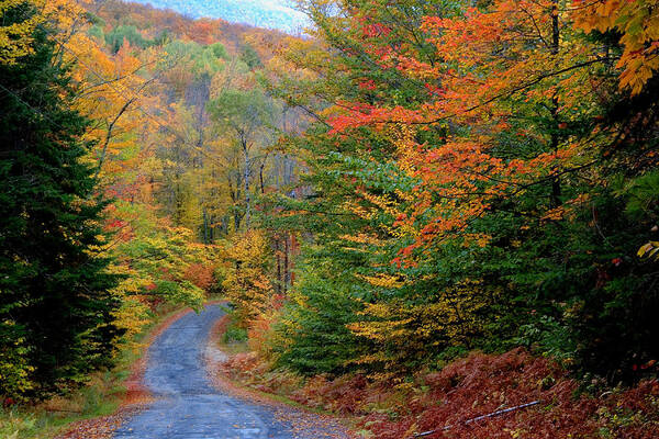 Season Art Print featuring the photograph Road Through Autumn Woods by Larry Landolfi