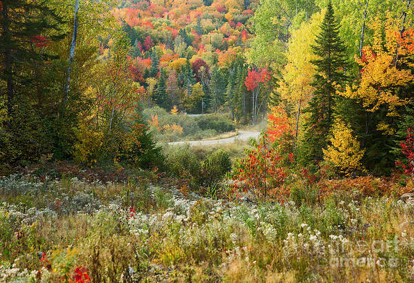 Fall Foliage Art Print featuring the photograph Road to Quill Hill by Brenda Giasson