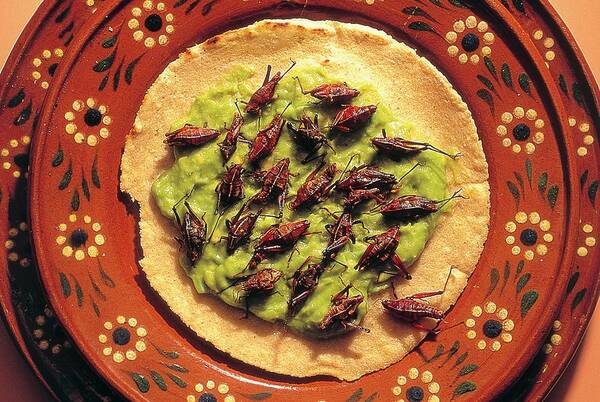 Tortilla Art Print featuring the photograph Roasted Grasshoppers And Avocado On Tortilla by Peter Menzel/science Photo Library