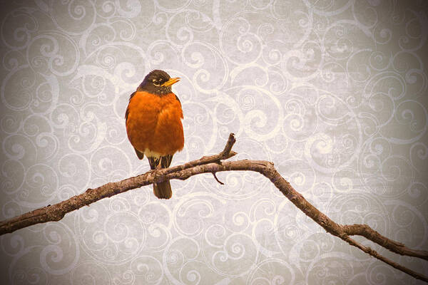 Robin Art Print featuring the photograph Robin with Damask Background by Peggy Collins