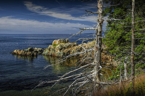 Art Art Print featuring the photograph Rock Formations and Trees on the Shoreline in Acadia National Park by Randall Nyhof