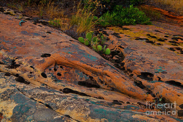 Sandstone Art Print featuring the photograph Rock Garden by Barbara Schultheis