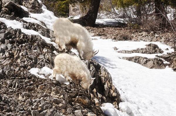 Rocky Mountain Goat Art Print featuring the photograph Rocky Mountain Goats - Mother and Baby by Image Takers Photography LLC - Carol Haddon