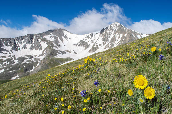 Grays Art Print featuring the photograph Rocky Mountain Springtime by Aaron Spong