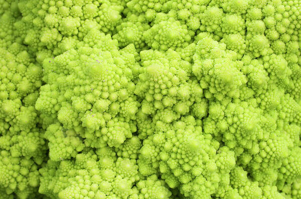 Broccoli Art Print featuring the photograph Romanesco Broccoli by Iain Sarjeant