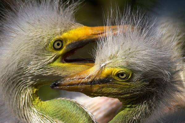 Wildbird Rookery Art Print featuring the photograph Rookery 7 by David Beebe