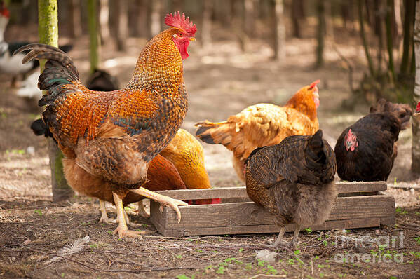  Alive Art Print featuring the photograph Rhode Island Red hens eating from feeder by Arletta Cwalina