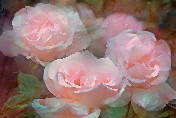 Floral Art Print featuring the photograph Rose 243 by Pamela Cooper