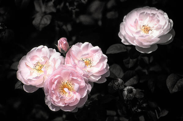 Botanical Art Print featuring the photograph Rose 6 by Jeremy Herman