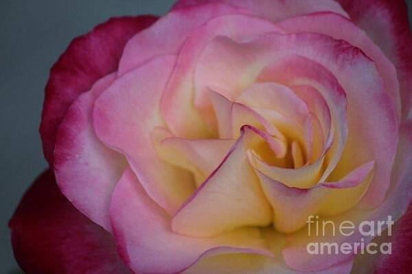 Rose Art Print featuring the photograph Rose by Deena Withycombe