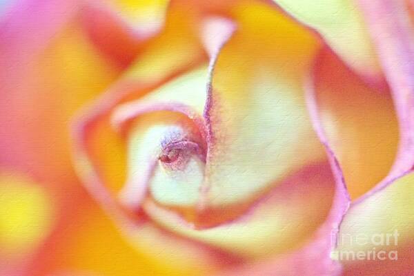 Rose Art Print featuring the photograph Rose Macro by Andrea Kollo