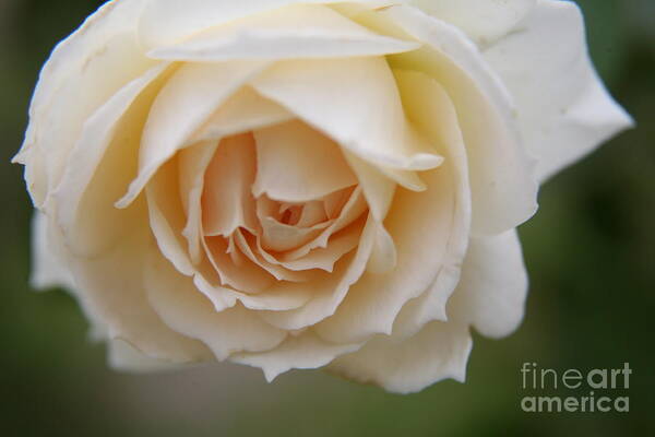 Rose Art Print featuring the photograph Rose... Pure and simple by Lynn England