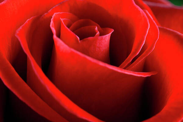 Bud Art Print featuring the photograph Rose Swirl by Nickfree