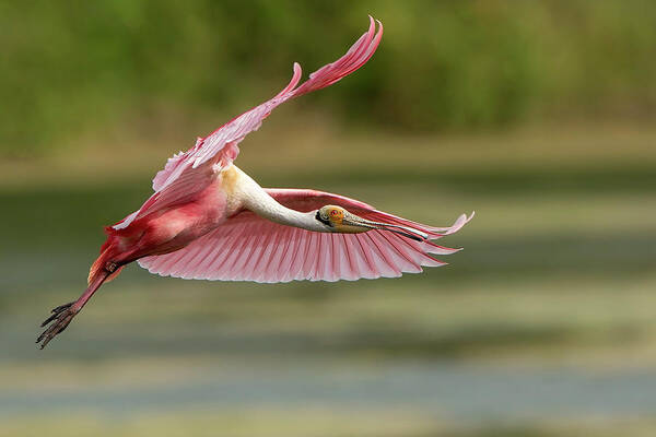 Animal Themes Art Print featuring the photograph Roseate Spoonbill In Flight by D Williams Photography