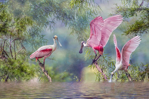 Roseate Spoonbills Art Print featuring the photograph Roseate Spoonbill Trio by Bonnie Barry