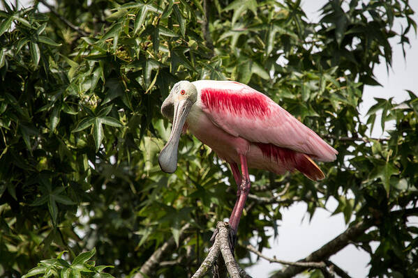 Roseate Spoonbill Art Print featuring the photograph Roseate Spoonbill What Are You Looking At 2 by Gregory Daley MPSA