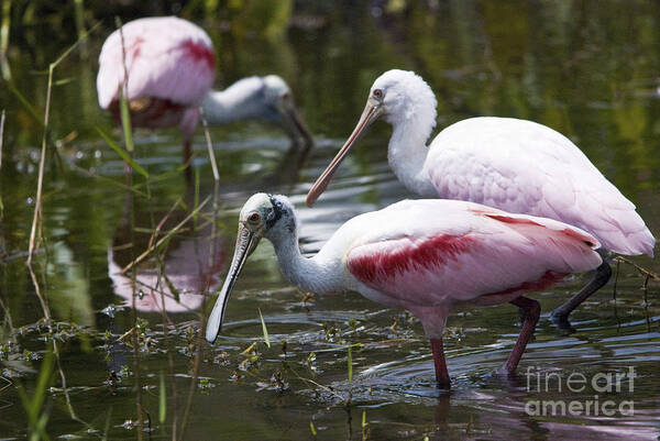 Roseate Spoonbills Art Print featuring the photograph Roseate Spoonbills No.4 by John Greco