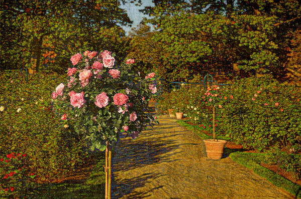Nyc Art Print featuring the photograph Roses in the Garden by Marianne Campolongo