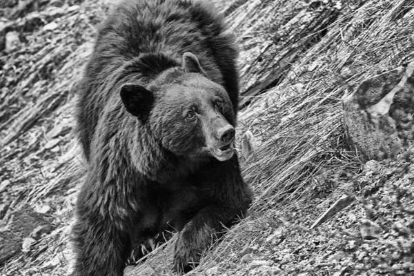 Yellowstone National Park Art Print featuring the photograph Rosie by Gary Hall